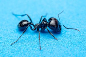 Ant smuggler sentenced to a year in jail by Kenyan court