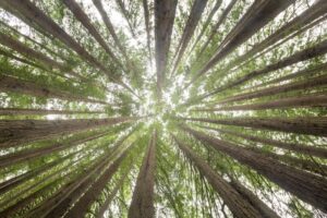 ASX soars in $80 billion rally as investors cheer ceasefire