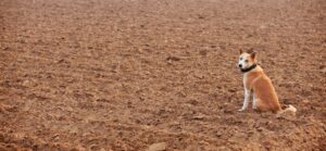 Consumer watchdog zeroes in on Woolworths’ allegedly fake discounts as it meets supermarket giant in court