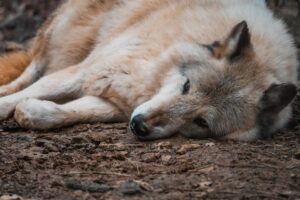 No crying wolf: Regulate the AI juggernaut before it’s too late