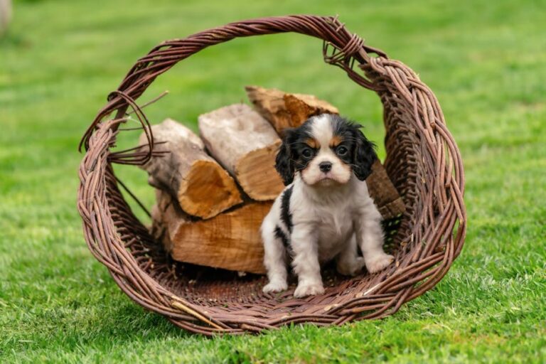 查尔斯国王在枪击事件后前往美国进行特朗普国事访问