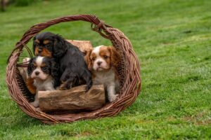 King Charles touches down in US as royal visit unfolds under diplomatic strain