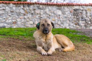Penny Wong’s Asia mission as ceasefire holds