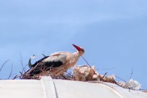 Stork warning: woman gives birth midair on Jamaica-to-New York flight