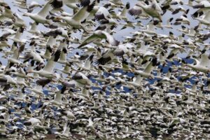 Taylor's migration plan doesn't make much sense. It doesn't have to