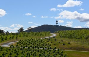 Avocados in Canberra? Climate change is rewriting the garden rules
