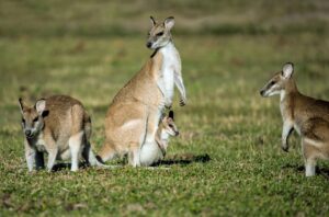 Diphtheria is spreading in Australia and so is misinformation about it