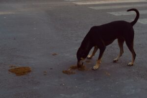 ‘Imagine it’s dog poo’: The three critical rules if you find Sydney meteorite