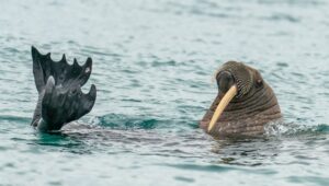 Magnus the wandering walrus swaps Scotland for Norway