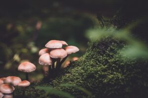Mushroom killer’s appeal date set