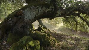 Ancient oak tree linked to Robin Hood loved to death