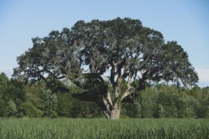 Ancient oak tree linked to Robin Hood loved to death