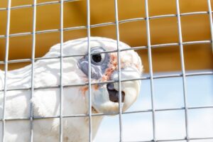 Bird flu could be catastrophic for nation's vulnerable species, experts warn