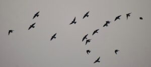 Bird strikes and fume incidents ruffle feathers for Boeing and aviation regulators
