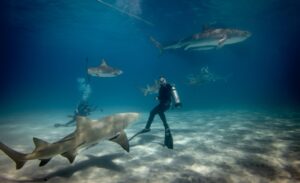Breaking: Diver bitten by suspected 4.5m shark off WA