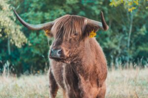 Bulls return to banks on RBI's FCNR(B) initiative