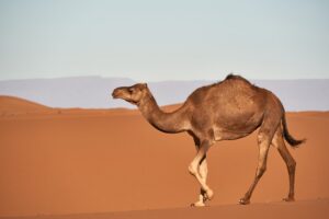 From camel coats to guochao: Max Mara woos China’s luxury brand consumers