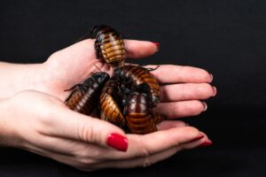Giant hissing cockroaches among $200,000 worth of illegal insects seized in Australia