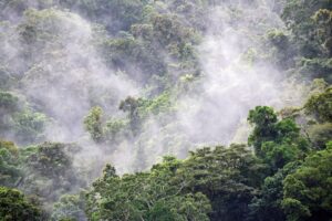 Groundbreaking rainforest conservationist Tony Parkes dies aged 96