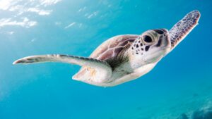 Lebanese turtle conservationist Mona Khalil killed by Israeli strike