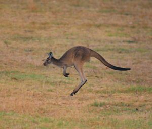 Live: Kangaroos seek top 10 spot ahead of Dockers—Suns finale