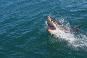 Man dies after shark attack in Western Australia, police say
