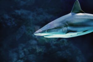 Man dies after shark attack in Western Australia, police say