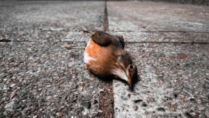 WA minister says no evidence H5N1 bird flu has spread but samples from two sea birds being tested -as it happened