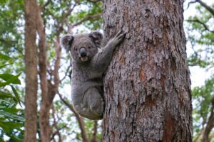 Park to protect 12,000 koalas to go ahead via contentious carbon credit deal by Albanese government