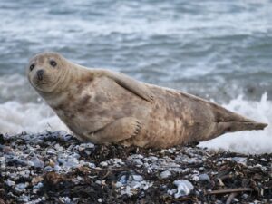 More than 13,000 seal pups die on remote Australian island amid bird flu outbreak