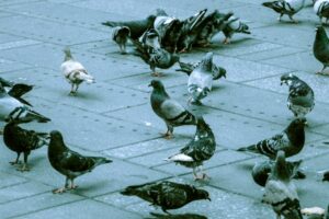 As second H5 bird flu case detected, Australia puts years of planning into action
