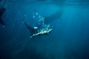 A shark attacked a swimmer at a popular Sydney beach. How rare is it – and how can you stay safe?