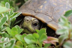 ‘Spy turtles’ and ‘spy fish’ being used to monitor Chinese waters, Beijing claims