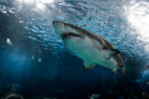After three fatal shark attacks, what mitigation measures work best?