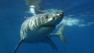 After three fatal shark attacks, what mitigation measures work best?
