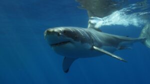 Woman attacked by shark at Coogee beach wakes briefly from coma to say three words