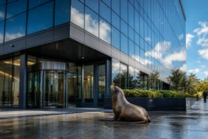 There's something else Neil the seal wrecked in Tasmania — the council's bank account