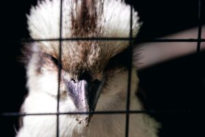 H5 bird flu strain detected in Australian seabird for first time