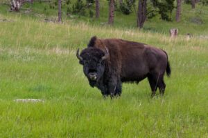 Bison rams grandfather in Yellowstone Park, knocking him metres into the air
