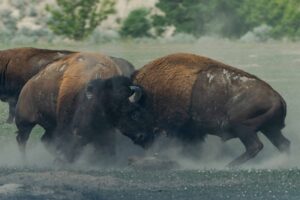 Bison rams grandfather in Yellowstone Park, knocking him metres into the air