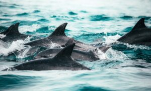 Dolphin deaths in South Australia spike after algal bloom decimates food sources