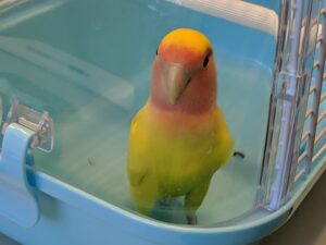 First case of bird flu detected in local wildlife