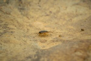 What is India's 'cockroach' movement? The anger behind its rapid rise