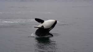 'Oh my God' moment orcas filmed ramming sunfish so hard it explodes