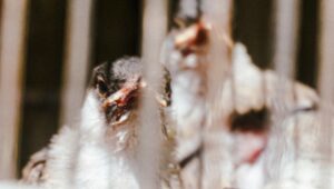 Suspected bird flu cases detected in NSW and WA after devastating impact overseas