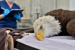 Jackie, the famous California bald eagle, dies after weeks of intensive care