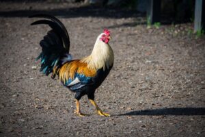 Roosters complained about ground announcer helping Panthers