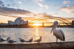 Everything you need to know about Australia's bird flu surge