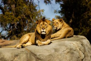 Three lions die of suspected heatstroke at Tokyo zoo