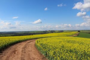 NSW bumper canola crops shine on – in pictures